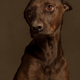 Illustration for article titled Portraits of abandoned dogs before being put down at a shelter